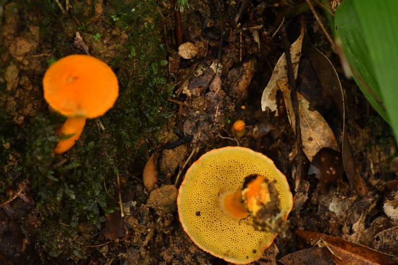 小橙黄金牛肝菌
