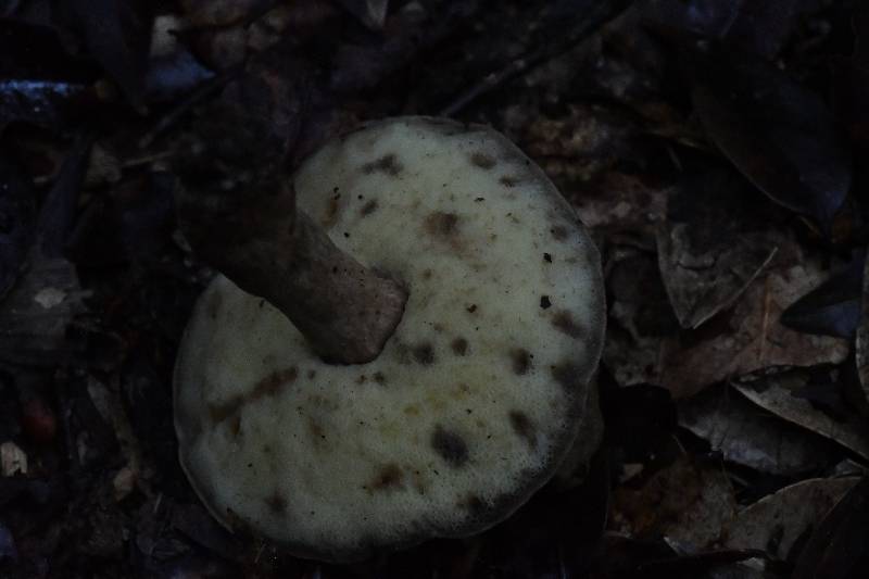 长囊圆孔牛肝菌