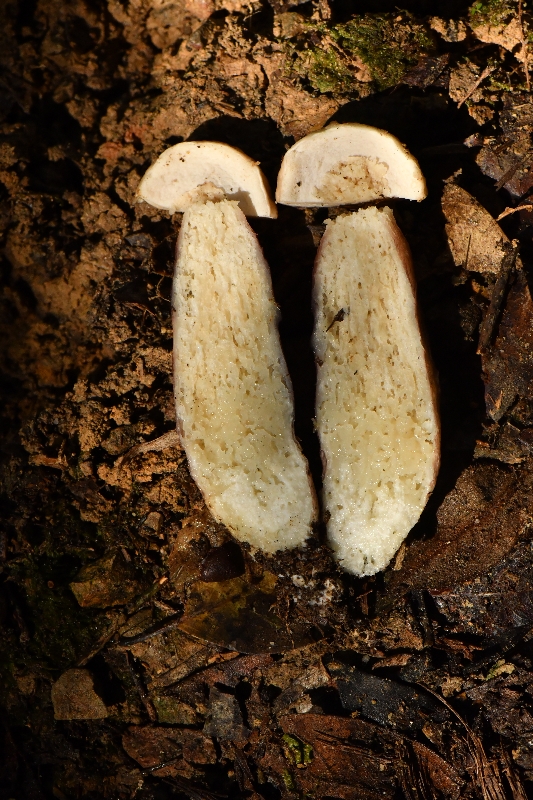 栗紫牛肝菌