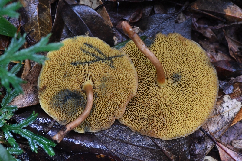 黑点厚瓤牛肝菌