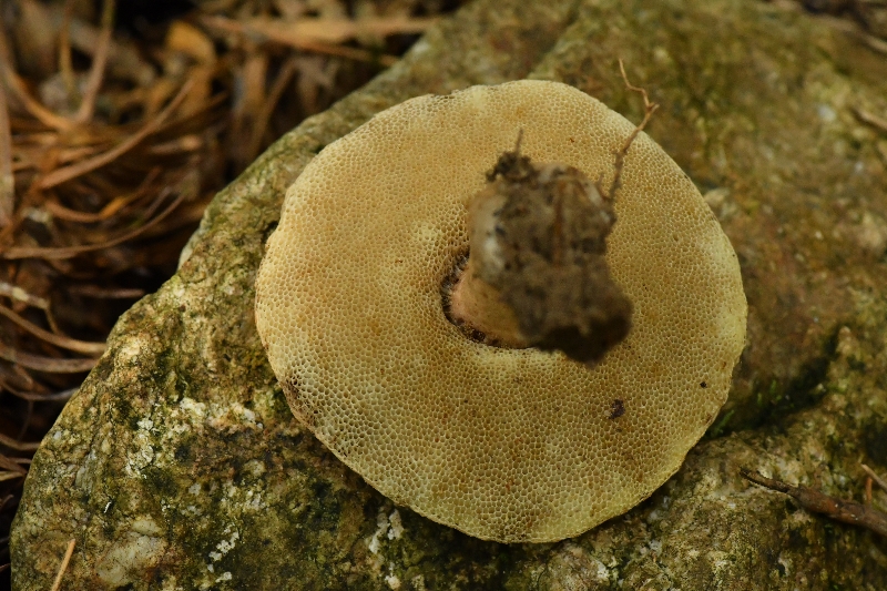 长囊圆孔牛肝菌