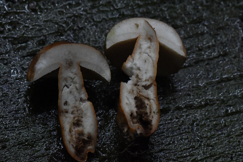长囊圆孔牛肝菌