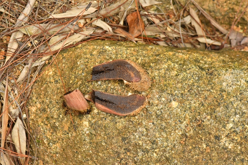 隐纹条孢牛肝菌