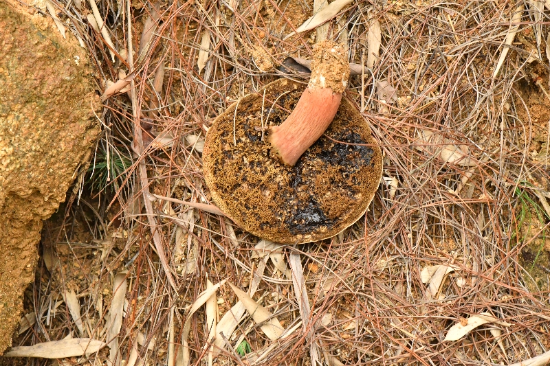 隐纹条孢牛肝菌