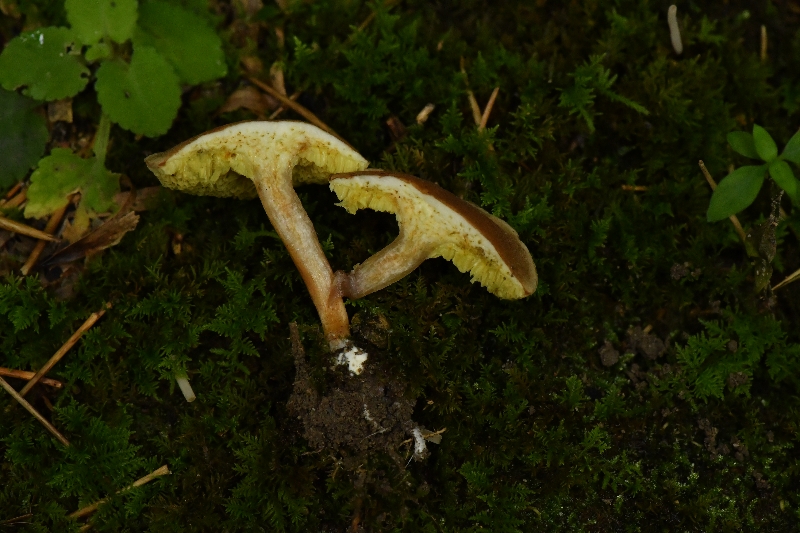 亚小绒盖牛肝菌
