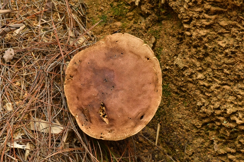 隐纹条孢牛肝菌