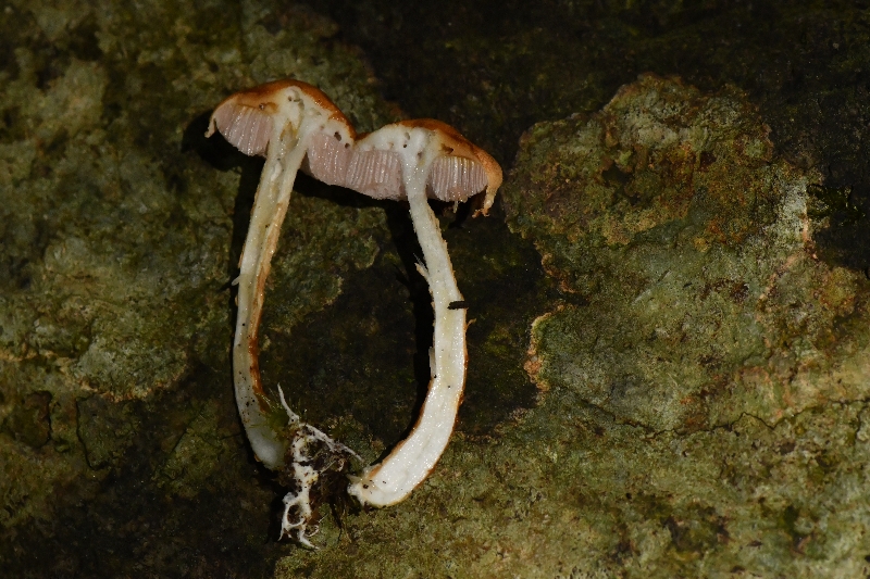 梭孢南方牛肝菌