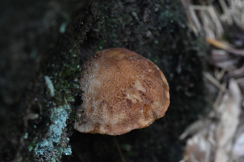 密鳞厚瓤牛肝菌