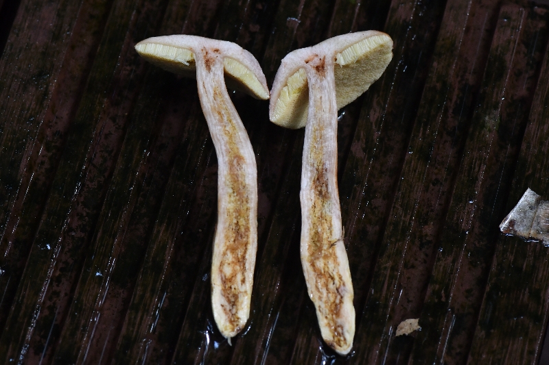 金牛肝菌属一种