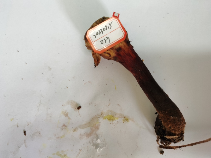 褐红新牛肝菌