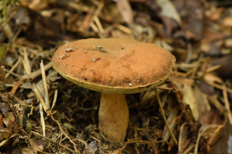 长囊圆孔牛肝菌
