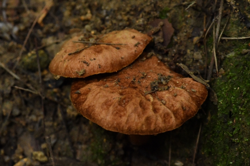复孔金牛肝菌