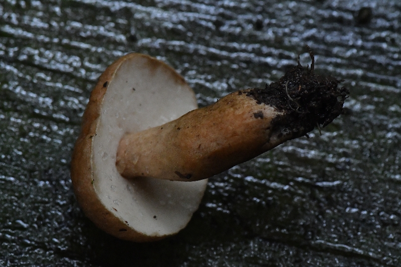长囊圆孔牛肝菌
