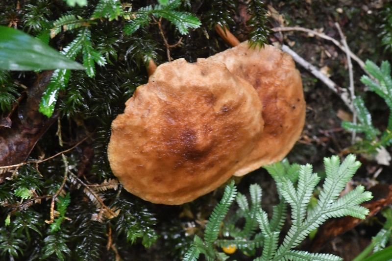 黑点厚瓤牛肝菌