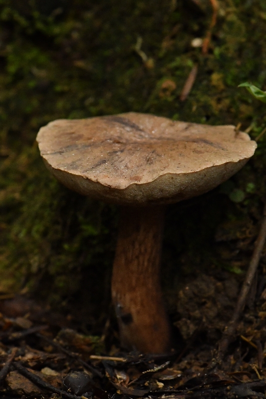 变褐红粉孢牛肝菌