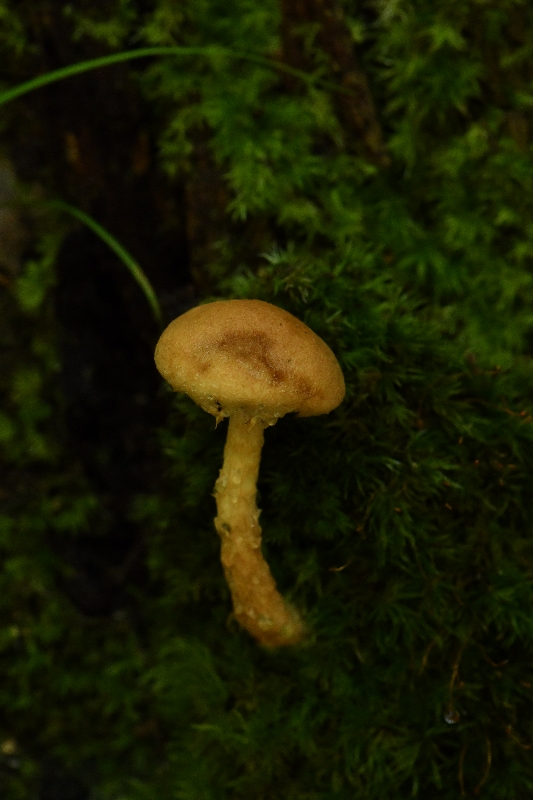 梭孢南方牛肝菌