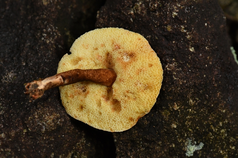 印度圆孔牛肝菌