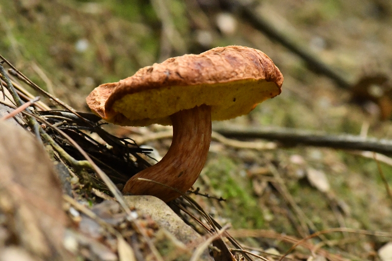复孔金牛肝菌