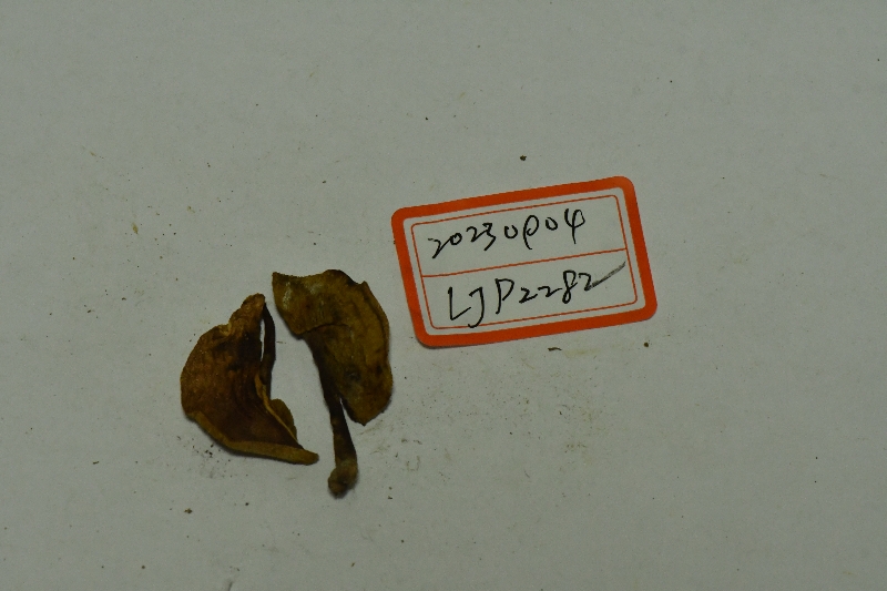 印度圆孔牛肝菌