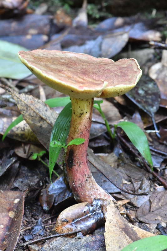 薄瓤牛肝菌