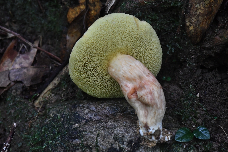 绒盖牛肝菌属一种