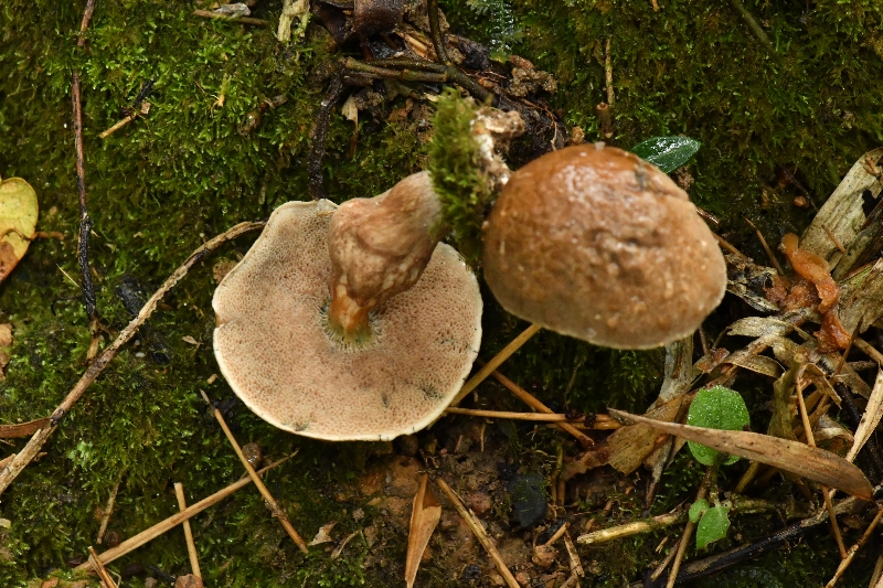 假烟色红孢牛肝菌