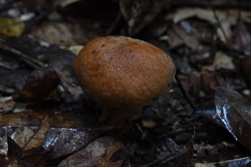 长囊圆孔牛肝菌