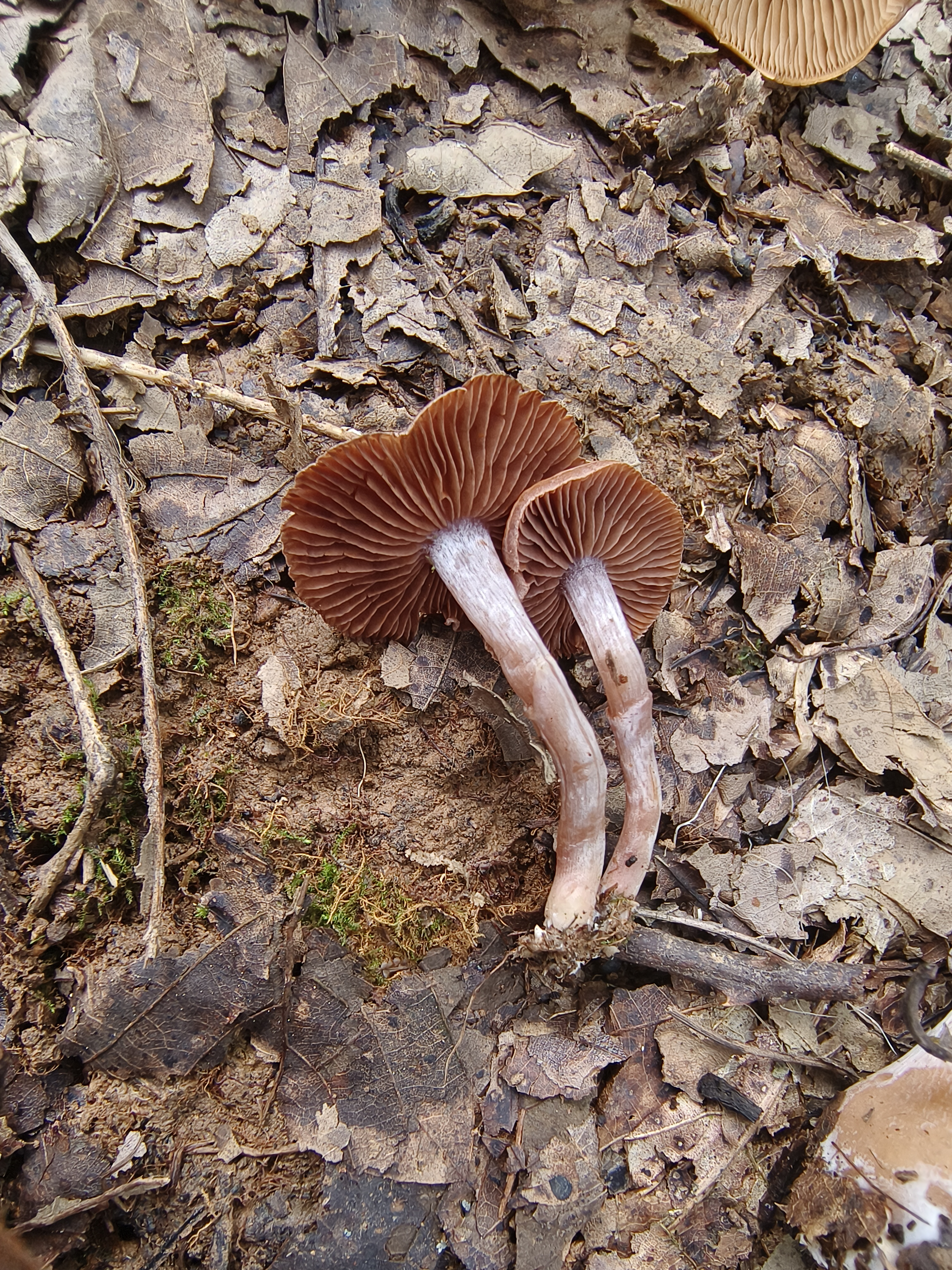 新野丝膜菌