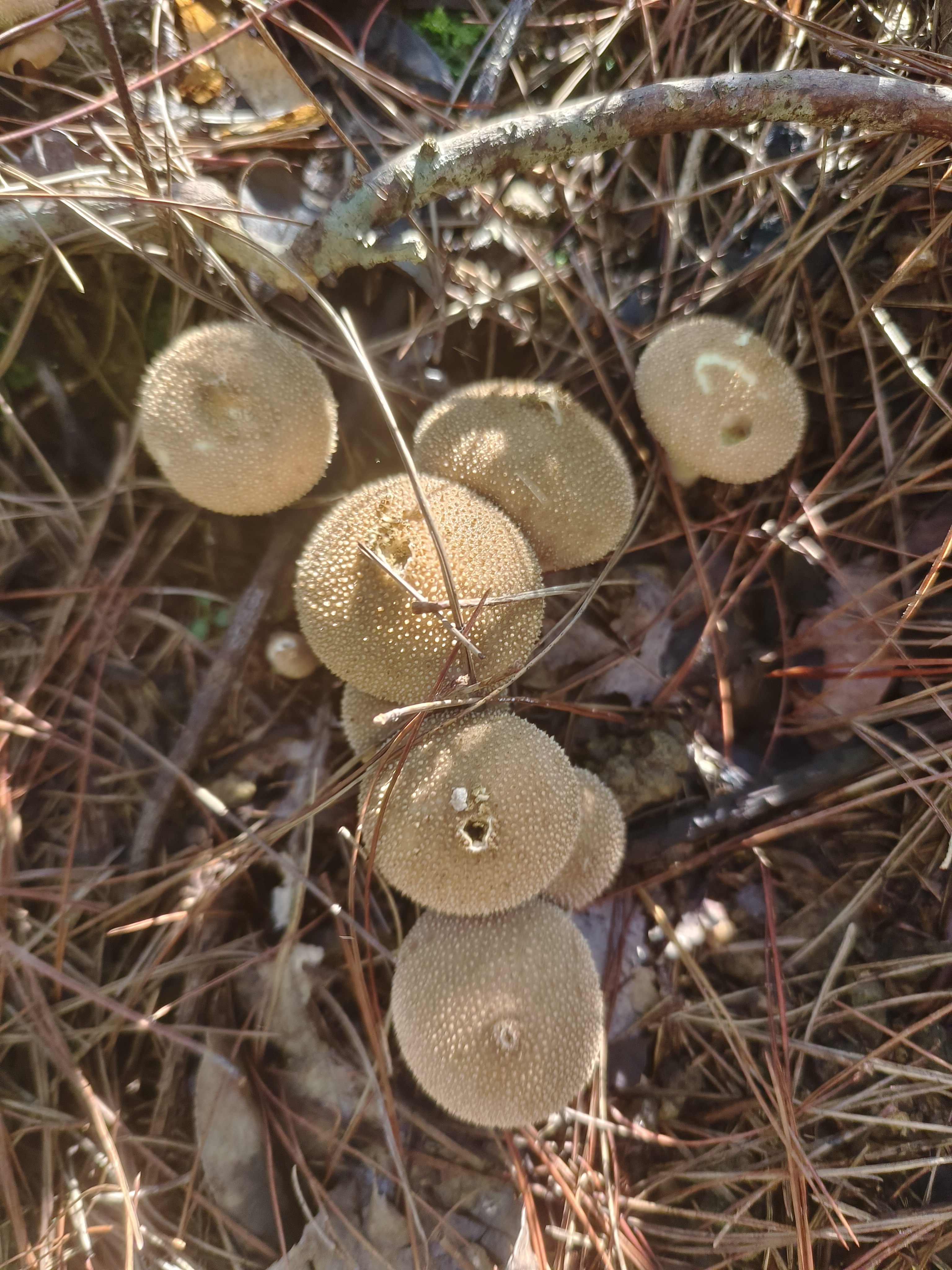 丝膜菌属