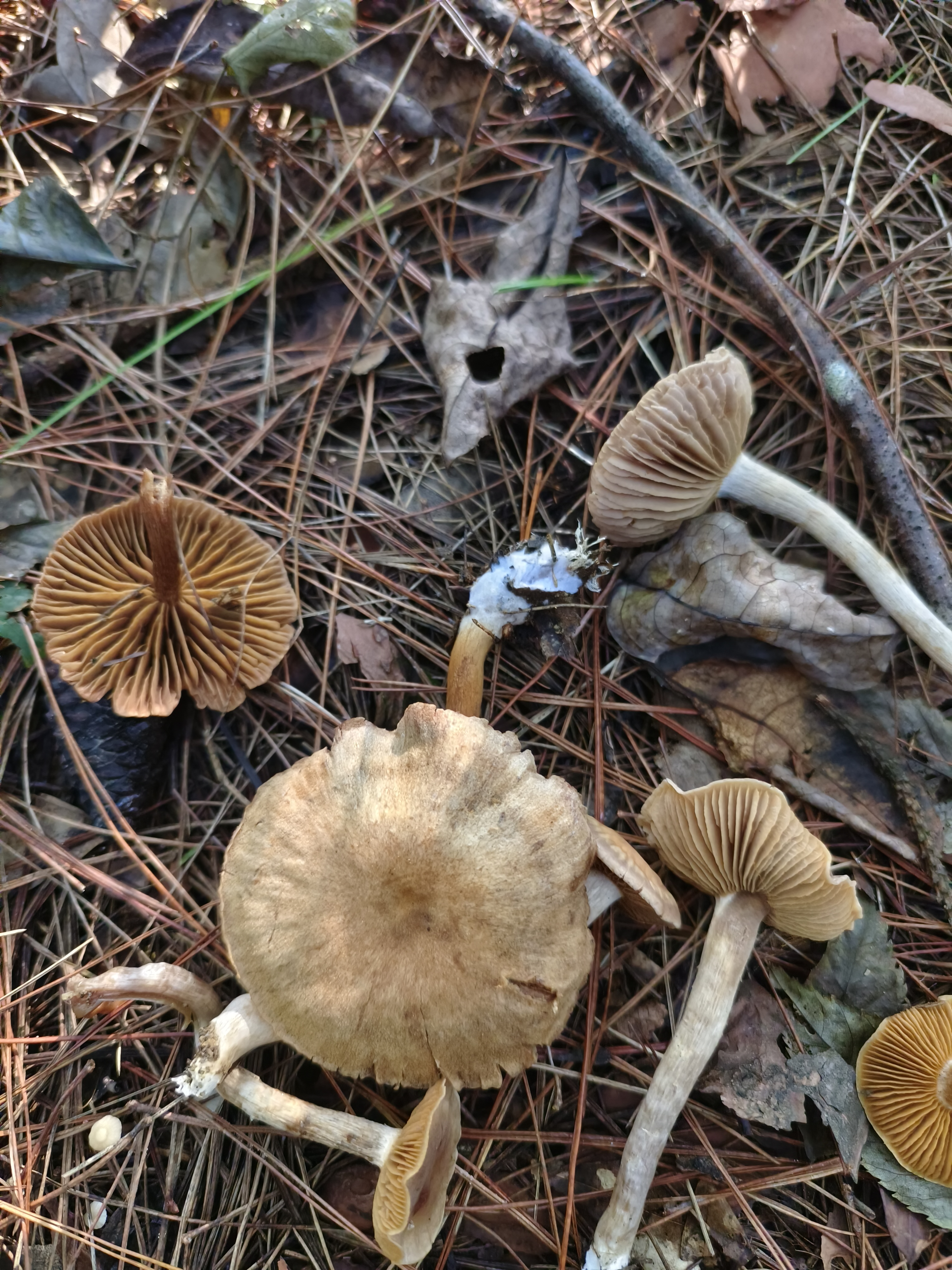 丝膜菌属