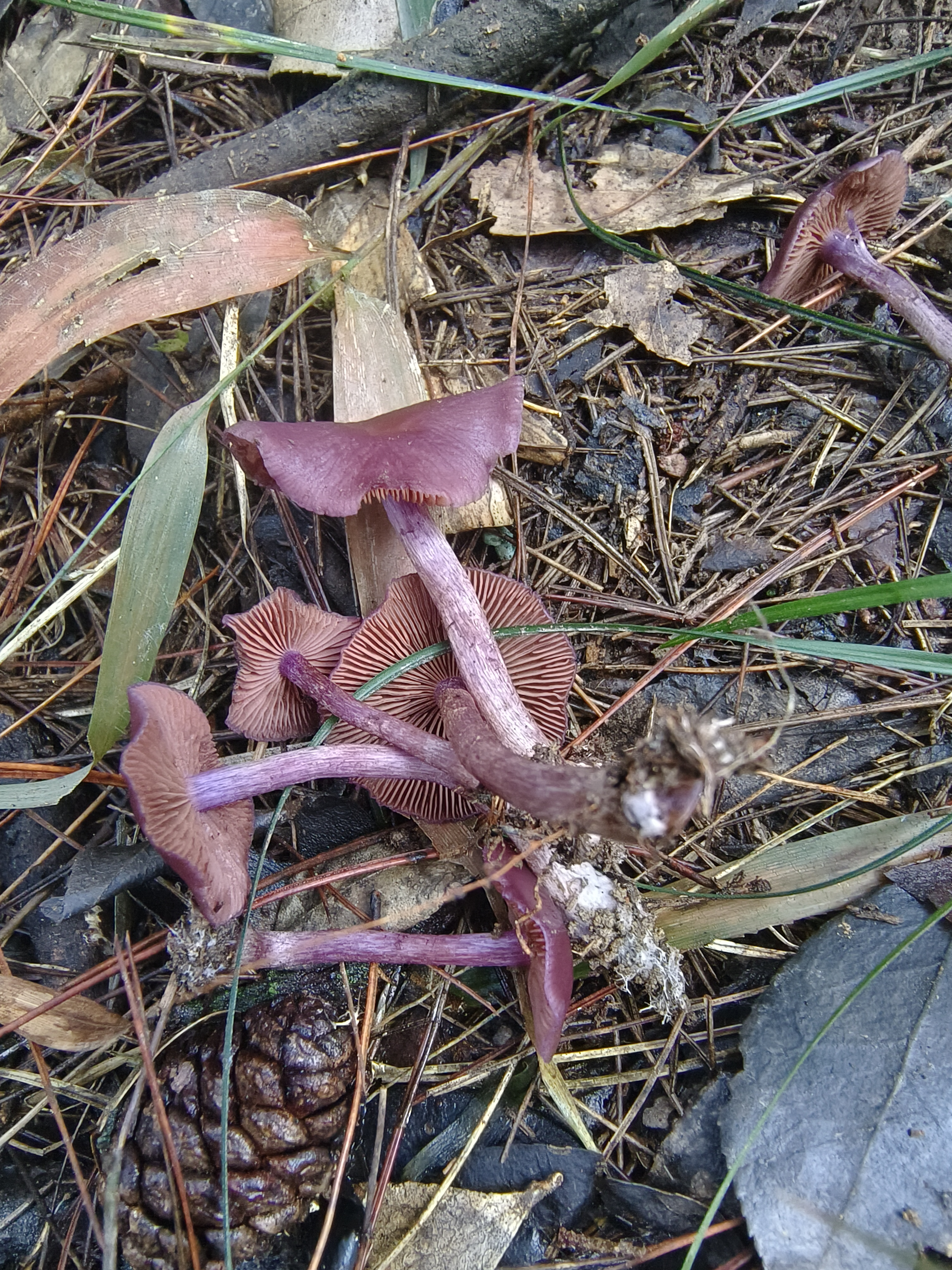 李玉丝膜菌
