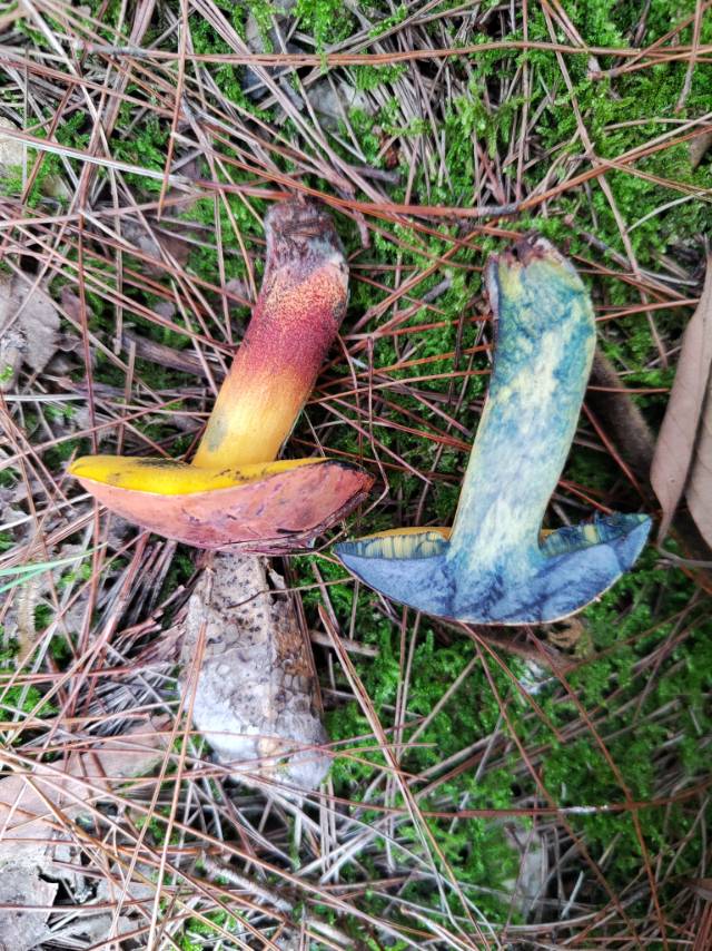 黄孔新牛肝菌