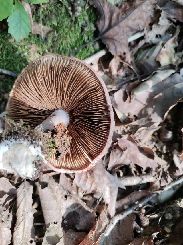 野丝膜菌