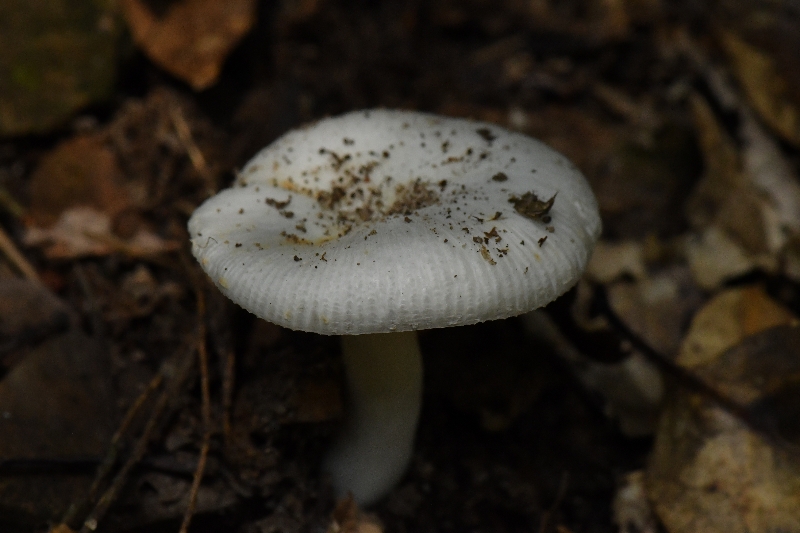 嫩白红菇