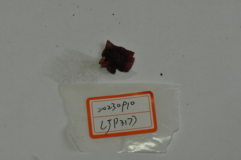 紫疣红菇
