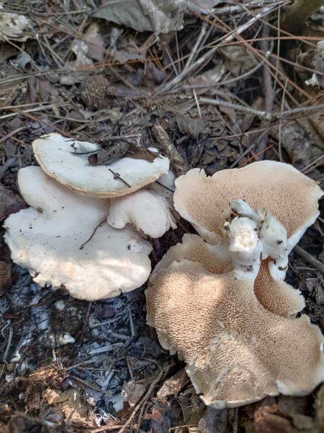 白肉齿菌