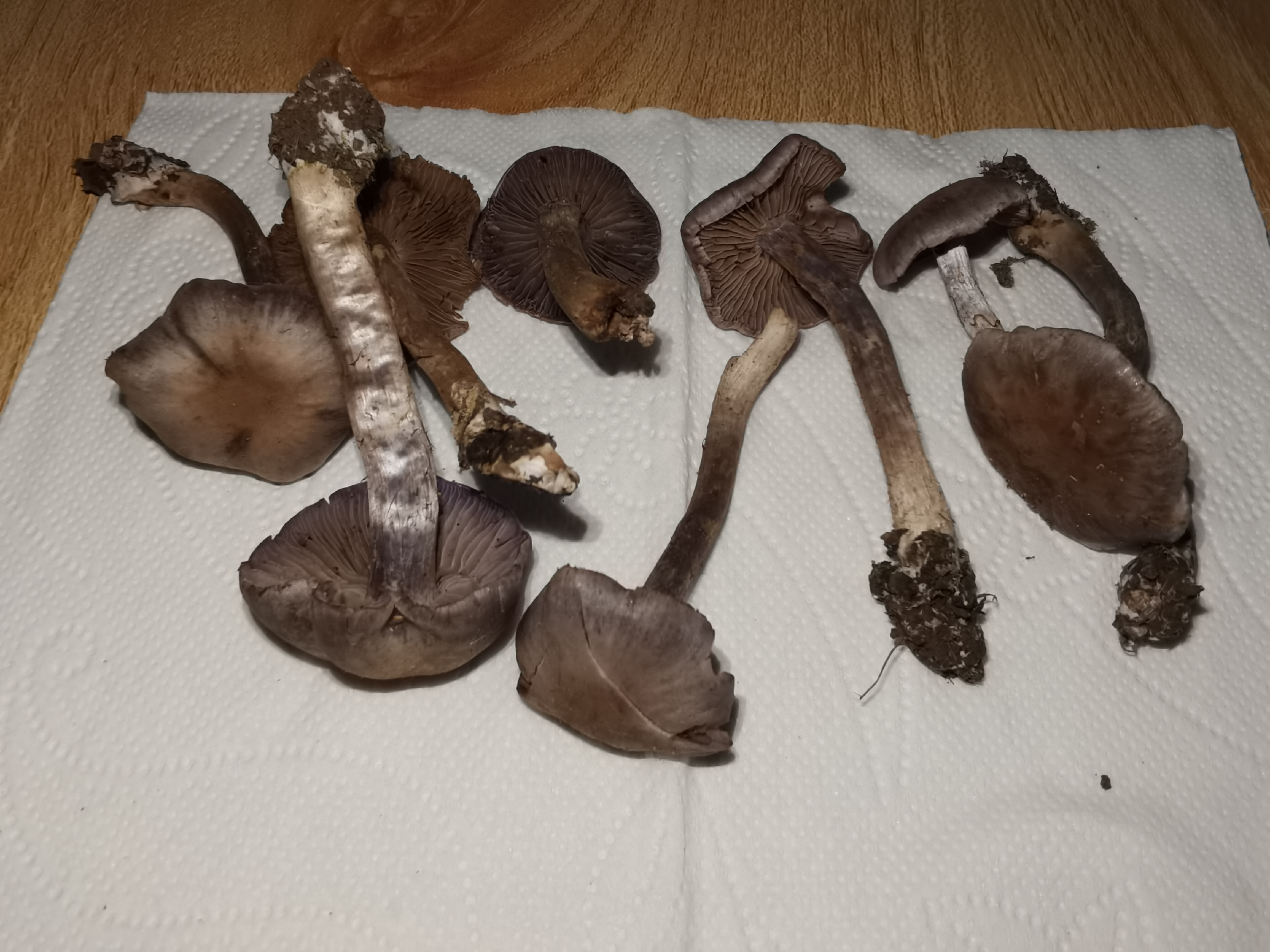 热带丝膜菌