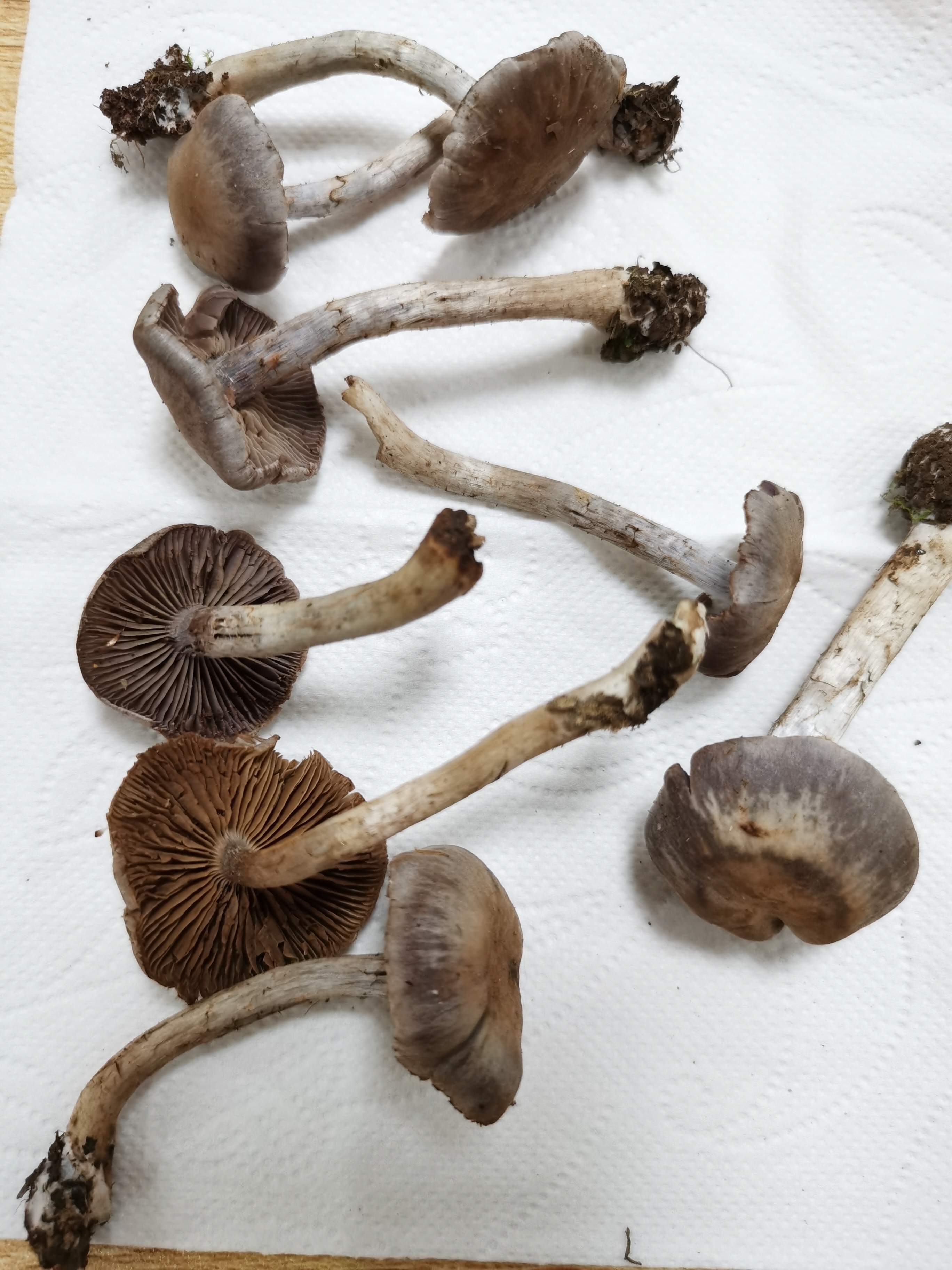 热带丝膜菌