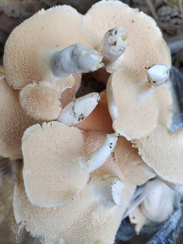 白肉齿菌