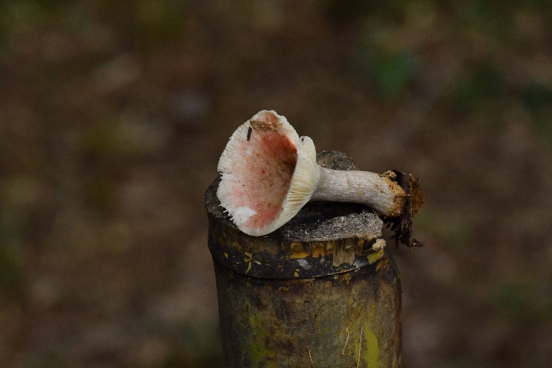 红菇属