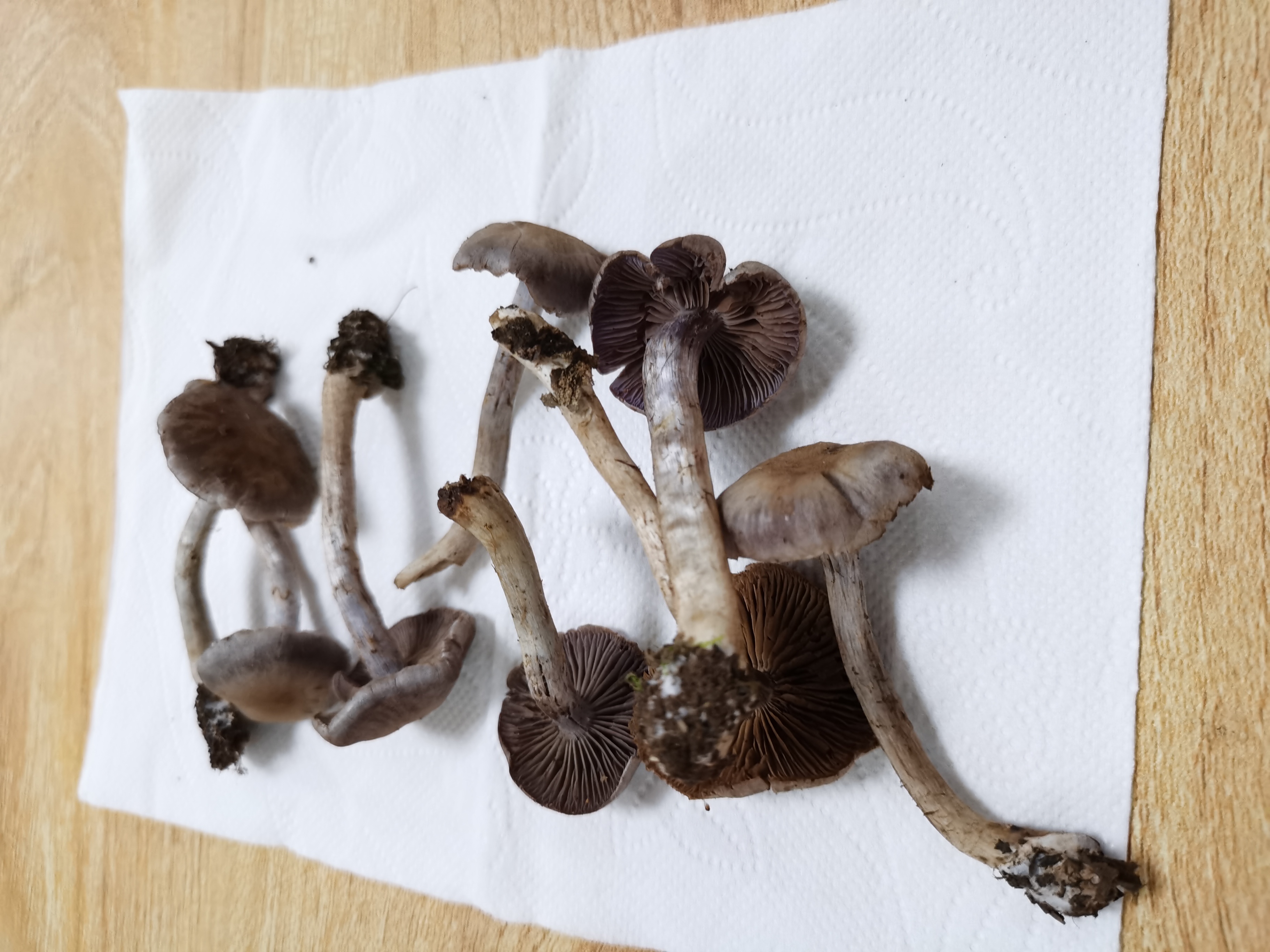 热带丝膜菌