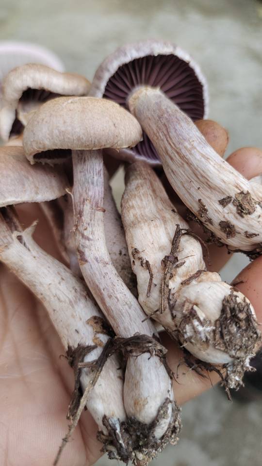 野丝膜菌