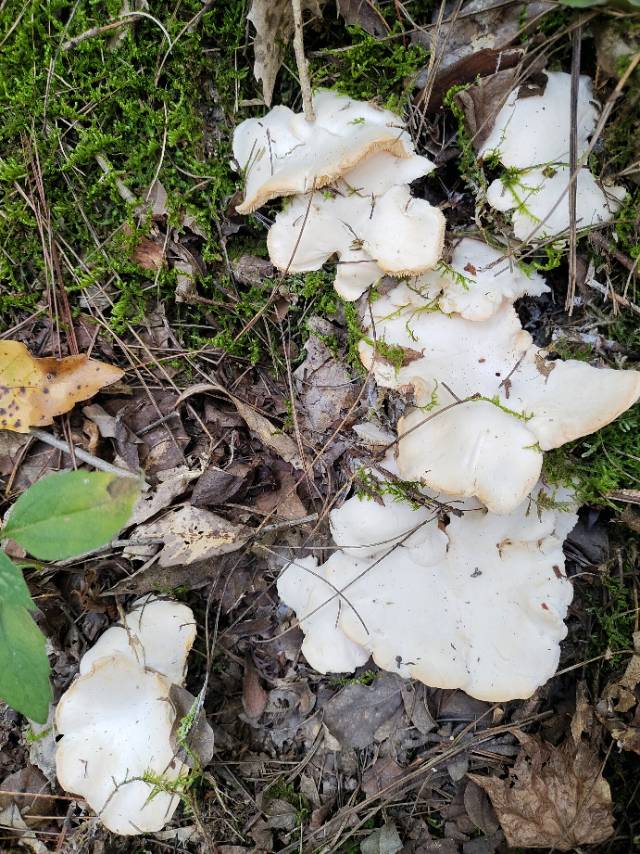 白肉齿菌