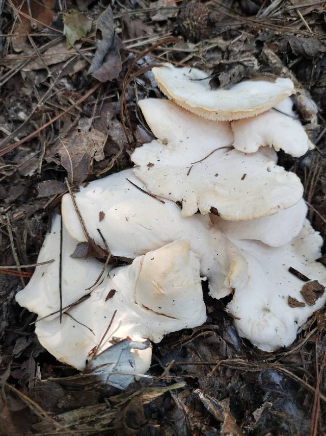 白肉齿菌