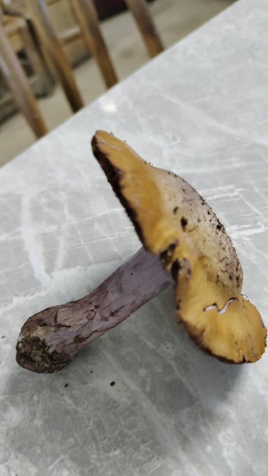 野丝膜菌