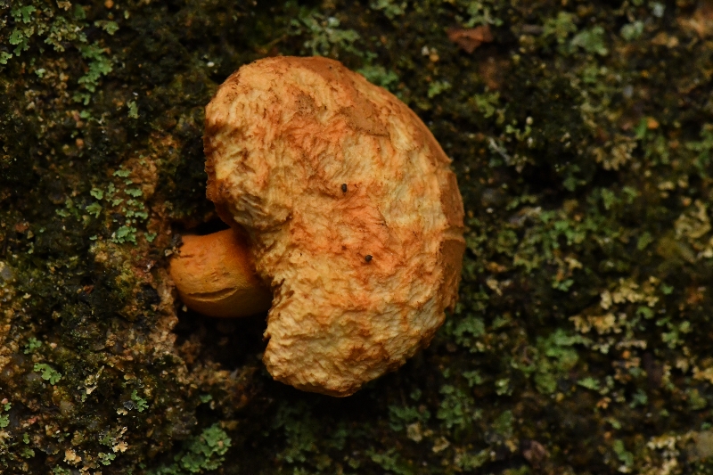 橙黄粉孢牛肝菌