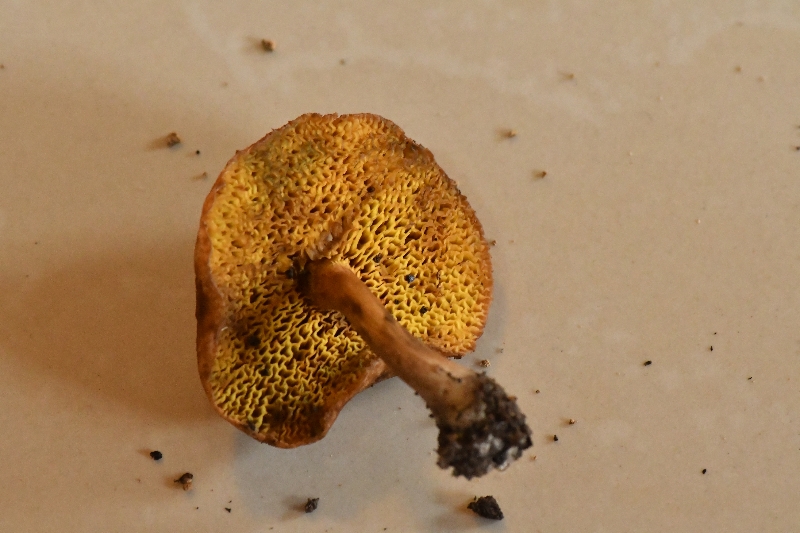黑斑厚瓤牛肝菌
