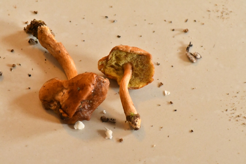 金牛肝菌属一种