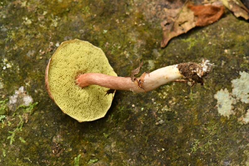 纤细金牛肝菌