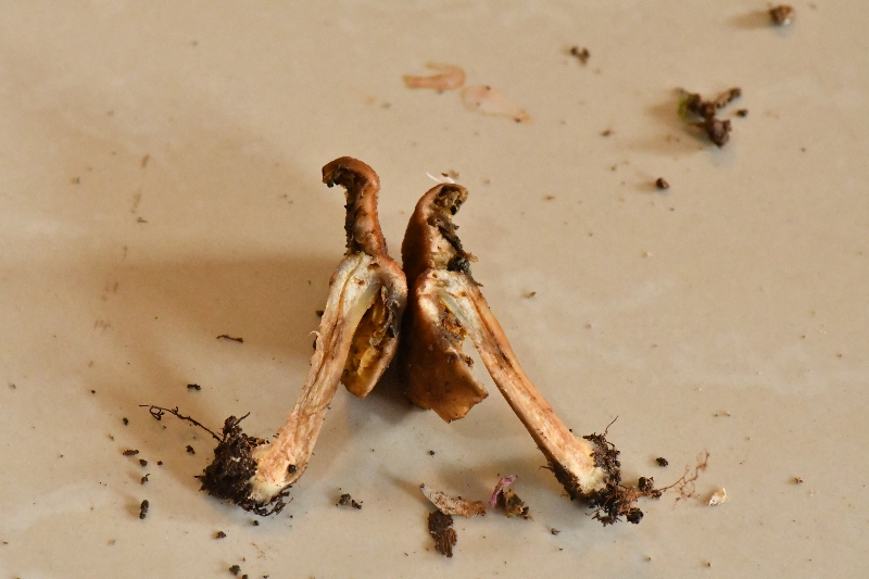 黑斑厚瓤牛肝菌